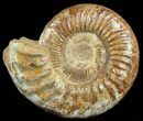 Large, Ammonite (Kranosphinctites?) - Jurassic #51351-1